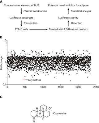 Oxymatrine relieves high-fructose/fat-induced obesity via reprogramming the activity of lipid metabolism-related enhancer